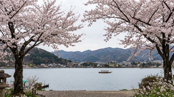 벛꽃, 소양호(북한강)
