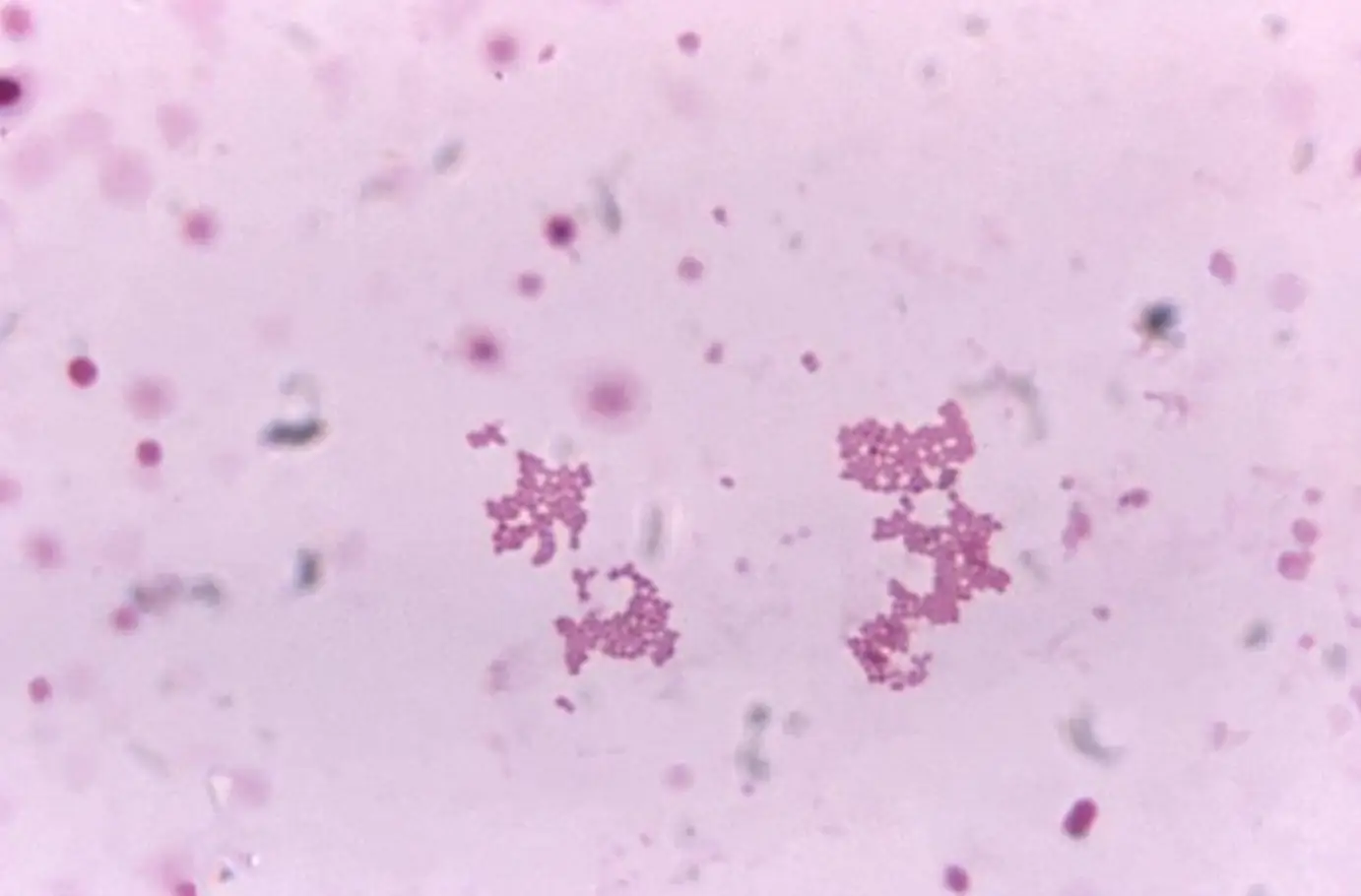 장내 미생물이 운동 성능을 13% 향상시키는 놀라운 과학적 발견