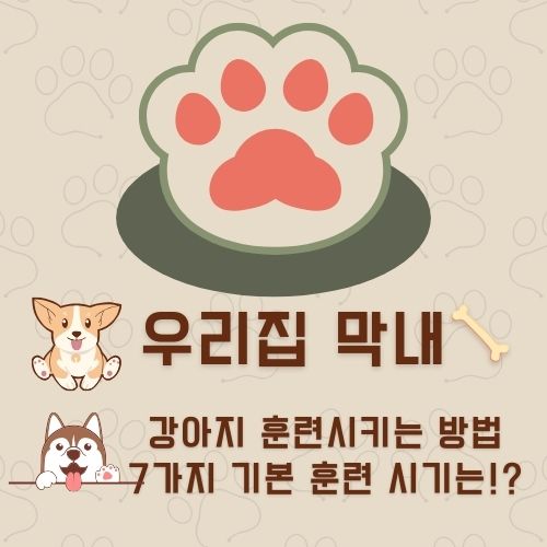 강아지 훈련 시키는 방법 : 사회성 훈련방법, 간식