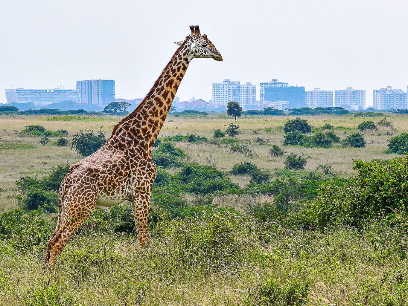 나이로비 국립공원