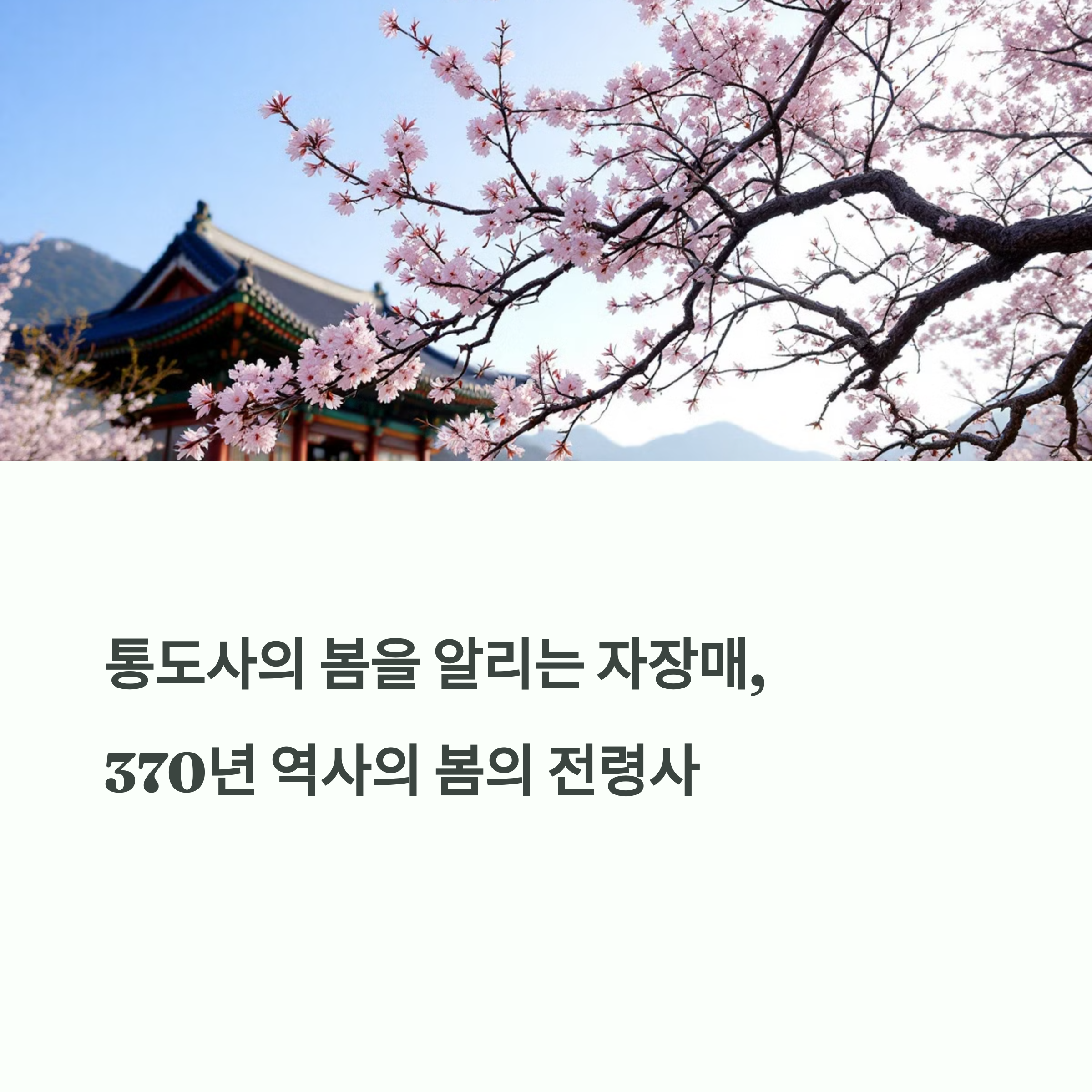 양산 통도사 홍매화 명소