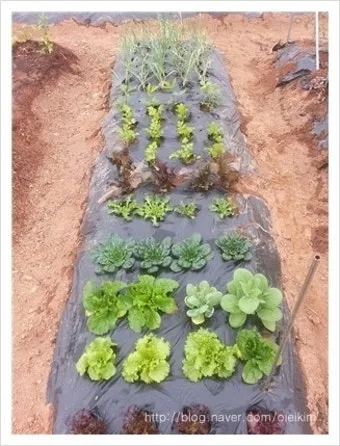 텃밭 가꾸기 모종 선택 파종 시기 물주기 비료 초보 가이드_4