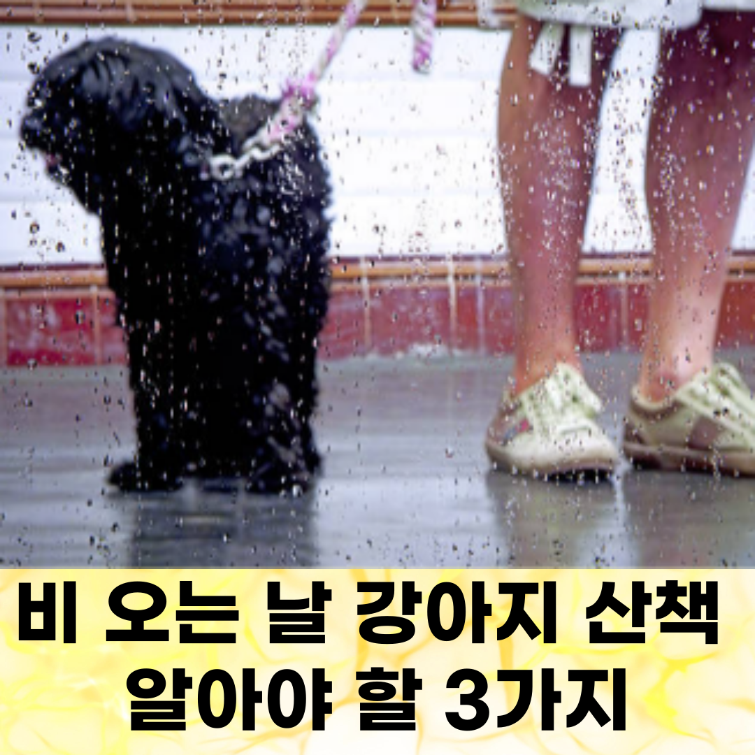 비 오는 날 강아지 산책, 괜찮을까요? 꼭 알아야 할 3가지