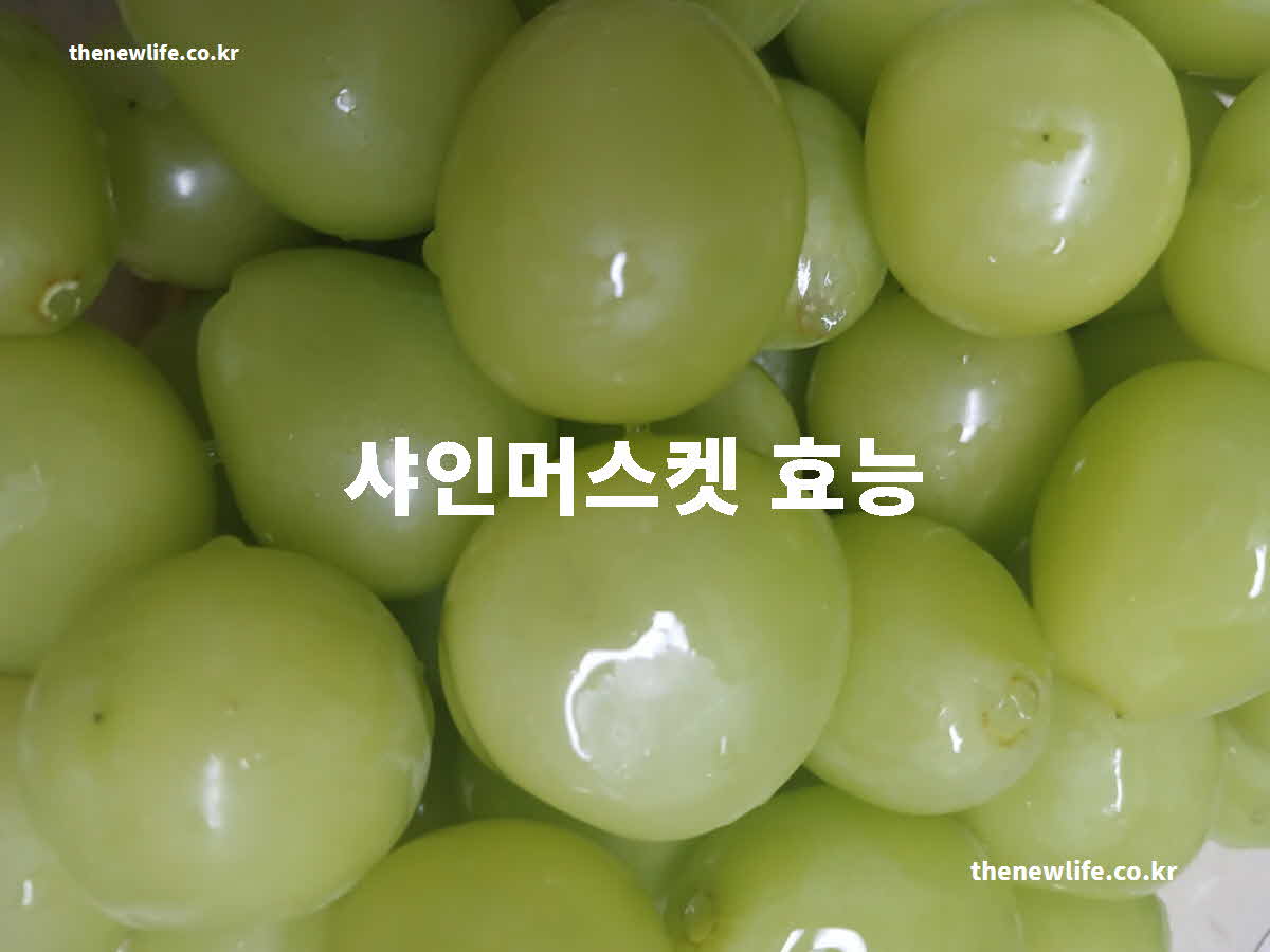 샤인머스켓 효능 대표 실사진