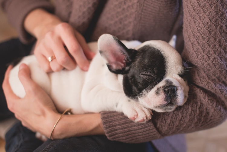 사람과 애완동물