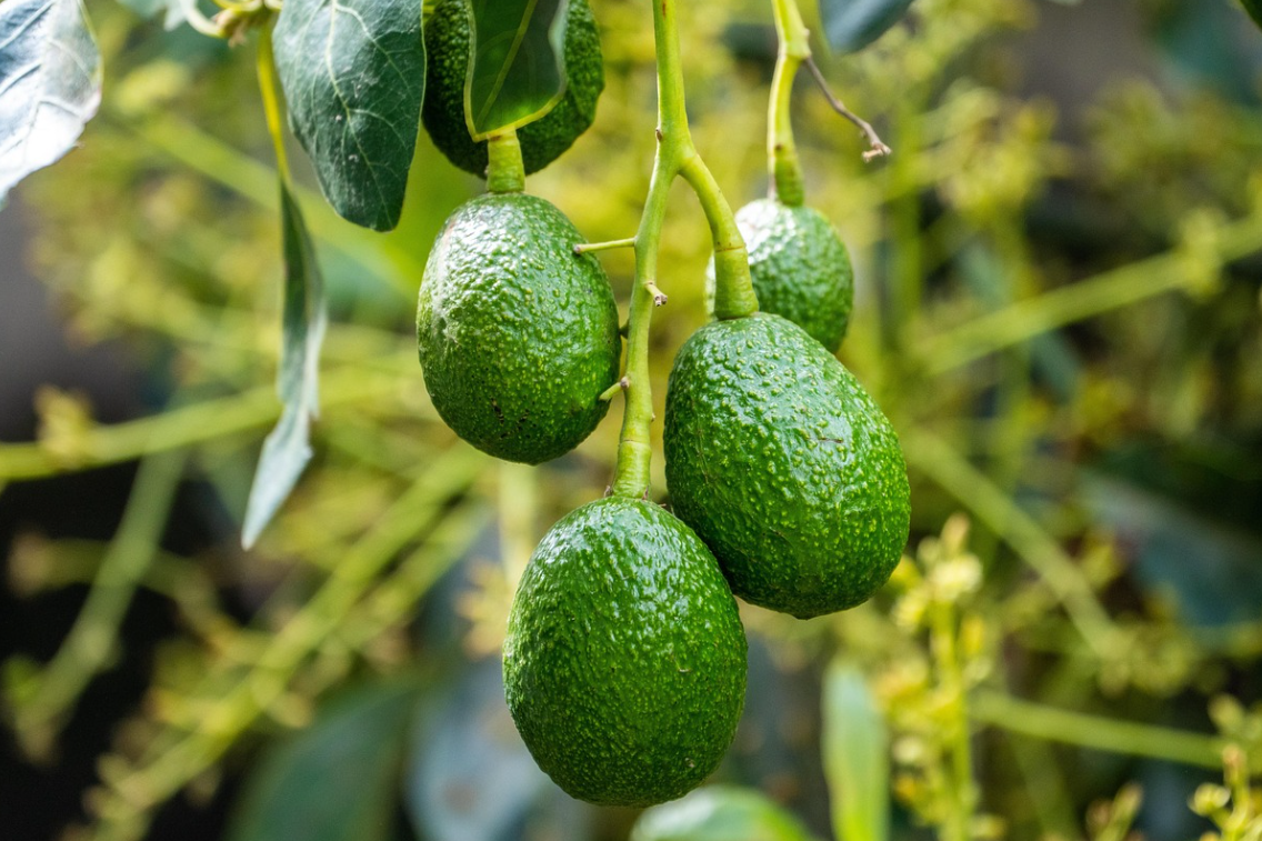 불포화 지방이 많은 아보카도 나무