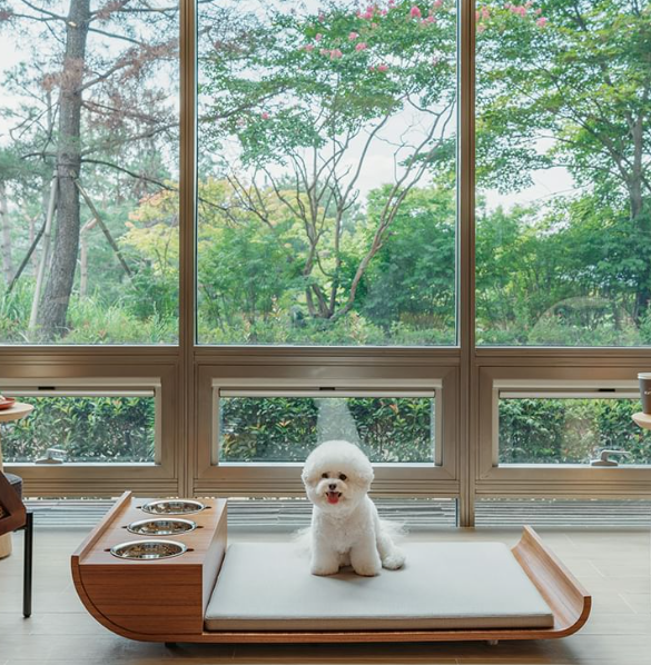 펫캉스 가능한 호텔 BEST 5