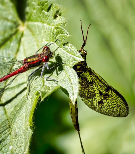 곤충과 소리 없는 언어 : 인간이 듣지 못하는 세계의 커뮤니케이션