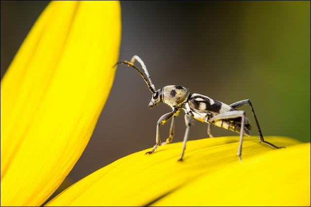 러브버그 퇴치방법 5가지 공유