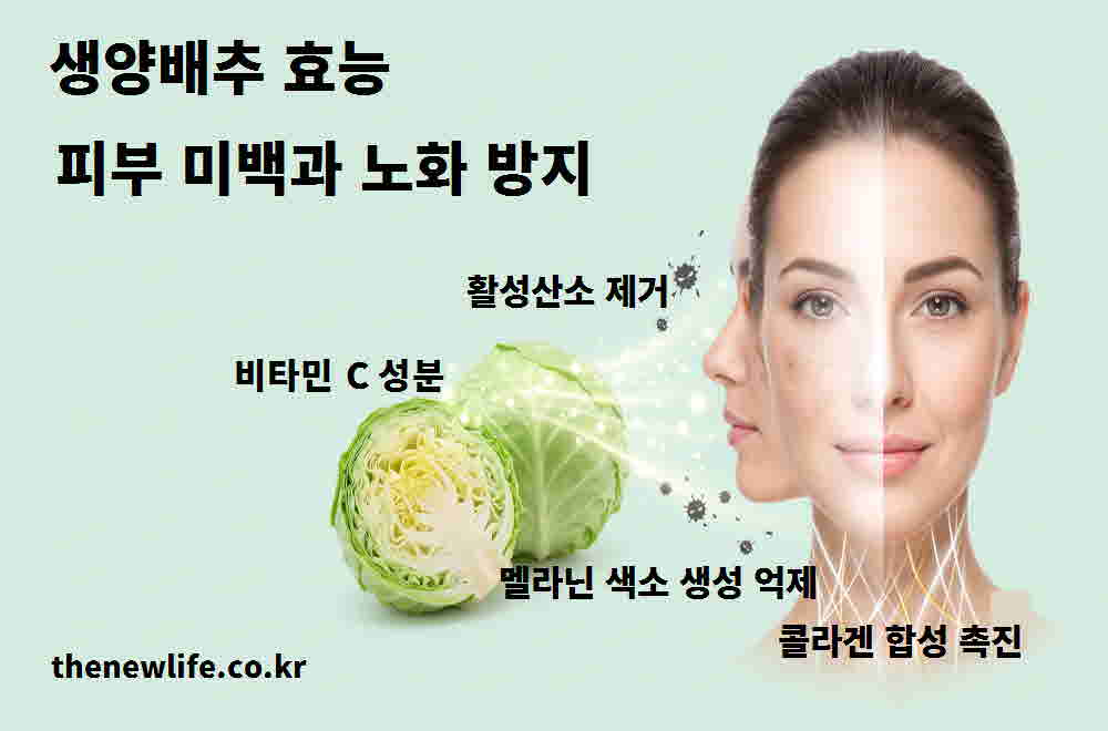 생양배추 효능 피부 미백 노화 방지