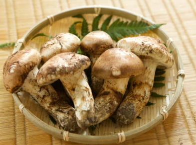 송이버섯 가격, 송이버섯 채취시기, 송이버섯 효능