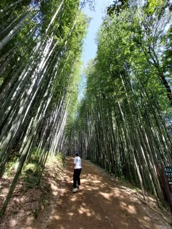 담양 죽녹원 소아르호텔 숙박 맛집_8