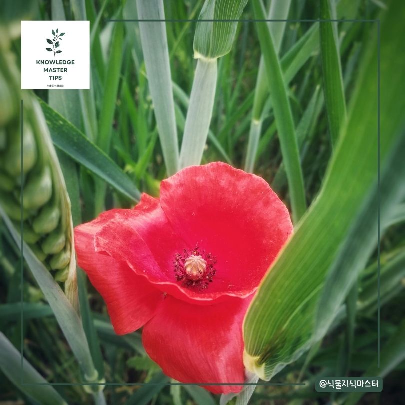 식물학적 분류: 두 양귀비의 생물학적 특징