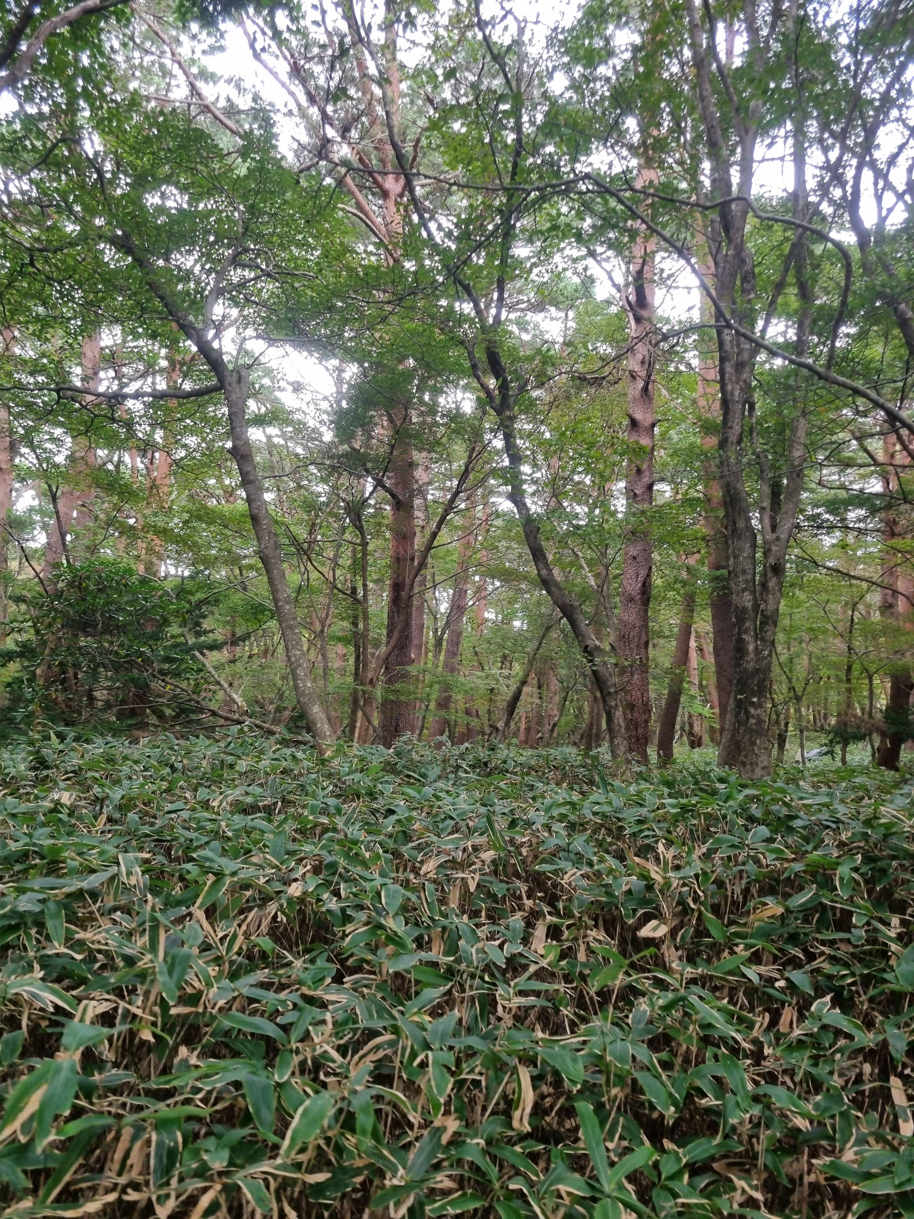 윗세오름 영실코스