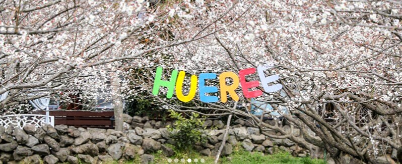 휴애리 유채꽃 축제 감귤체험, 휴애리는 제주에서 아름다운 향토공원으로 한라산이 보이는 쉼과 제주의 향기를 느낄 수 있는 자연 생활 체험 공간입니다. 매년 매화, 수국, 핑크뮬리, 동백꽃 축제가 열리고 있습니다. 계절마다 아름답게 피는 꽃을 제주도에서 본다면 잊지 못할 여행이 될 것입니다.