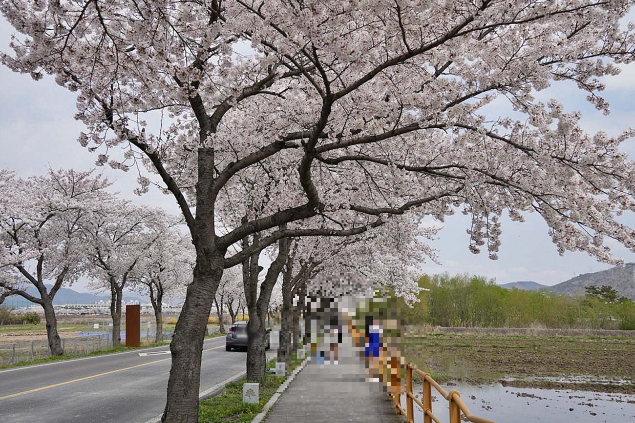 황룡사 마루길 벚꽃