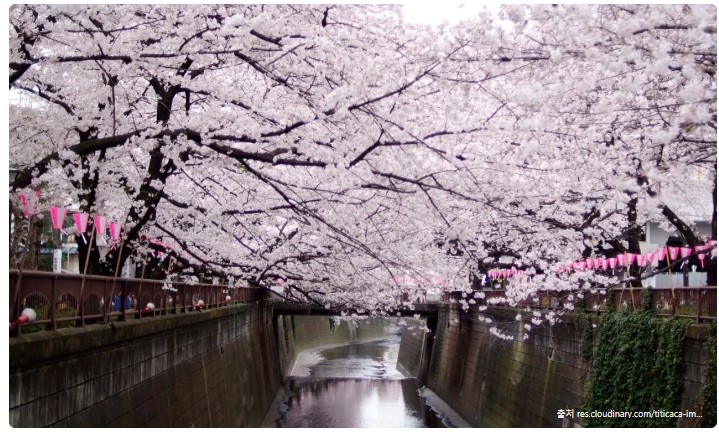 메구로강 벚꽃길