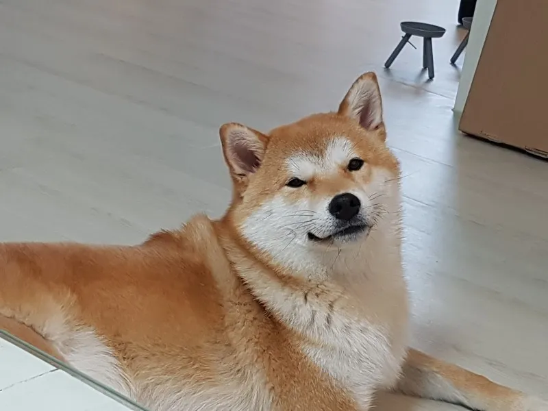 시바이누 코인_4
