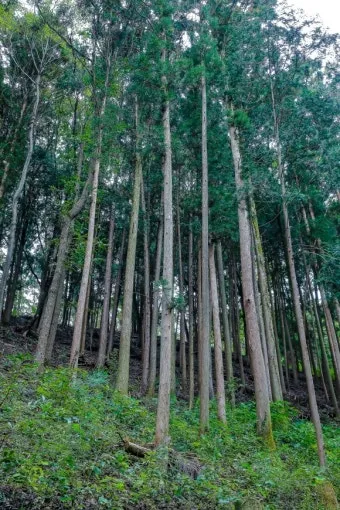 걷기좋은 명품 숲길 30선 숨겨진 코스_5