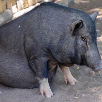 돼지꿈 꾸면 로또 재물과 행운을 부르는 돼지 꿈해몽 총정리