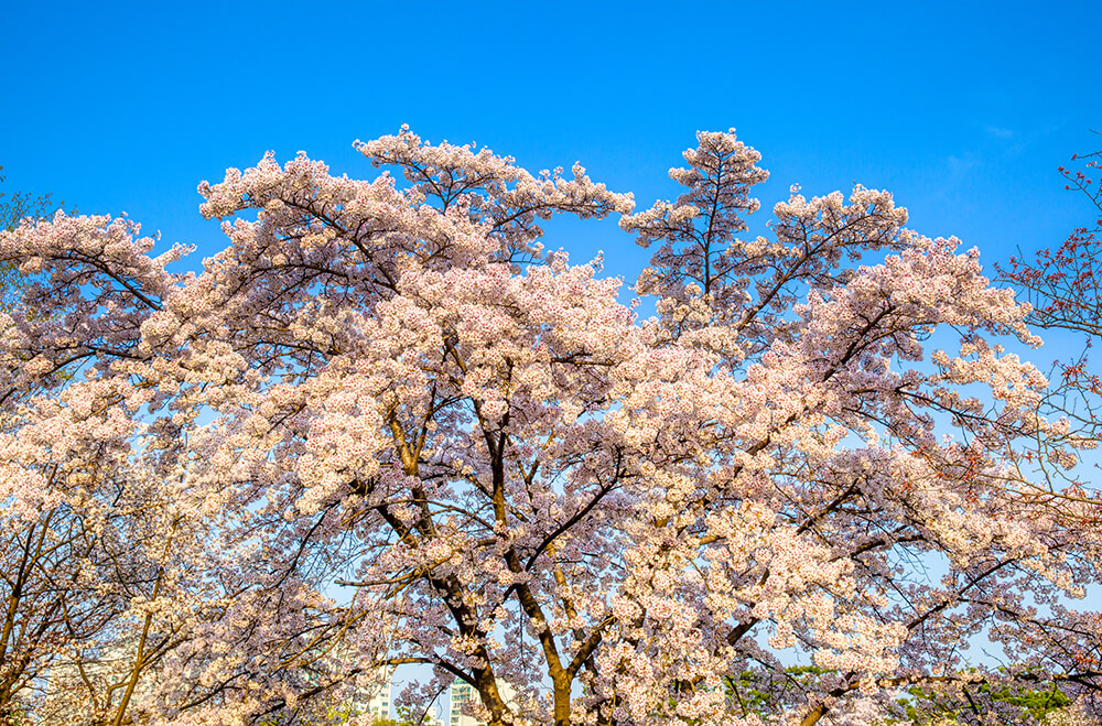 분당중앙공원 벚꽃 - 1