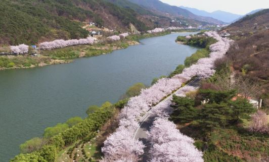 지리산 벚꽃
