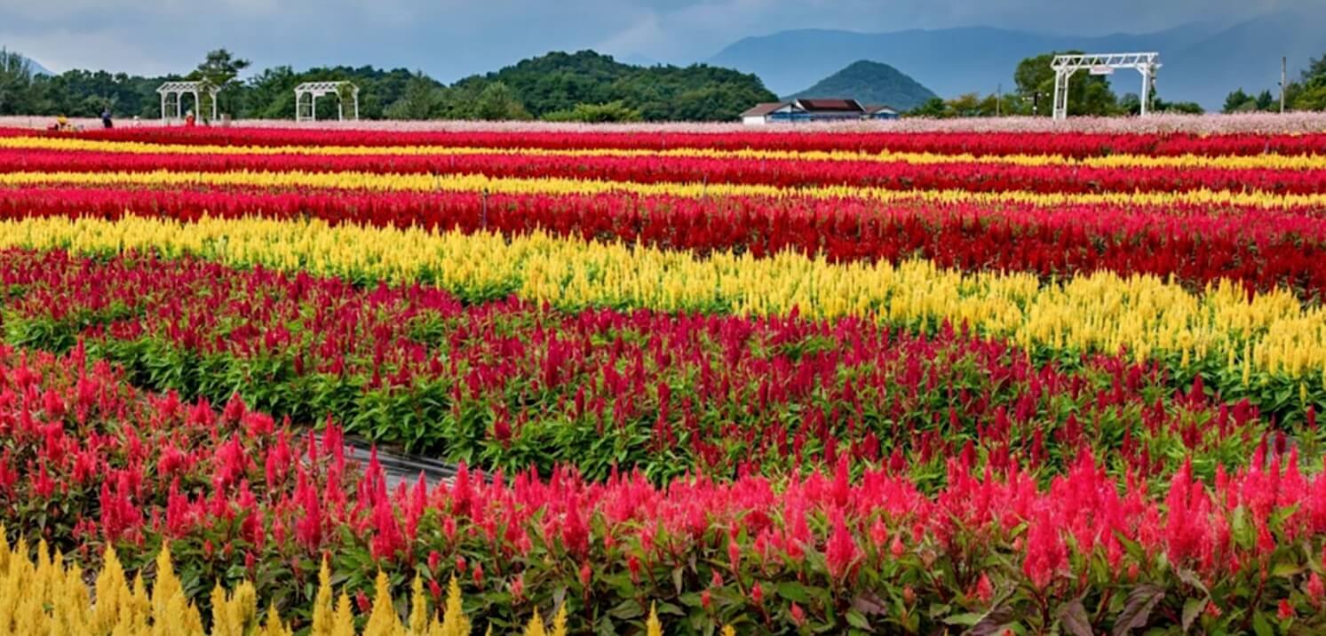 해바라기 군락에서 아이들 웃음