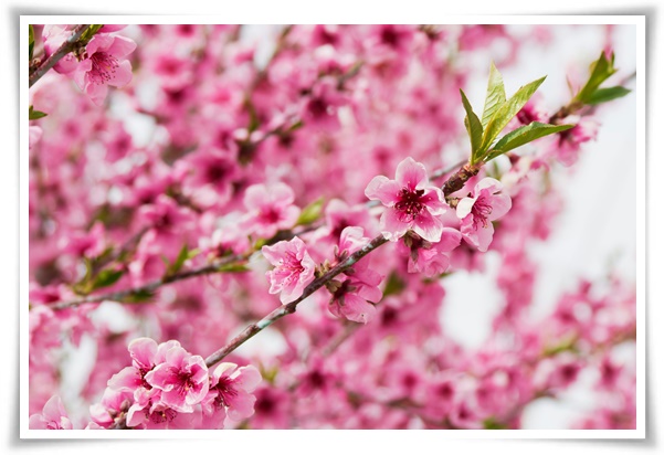 "살구꽃과 살구" 수줍은 듯 피어나는 봄 날의 은밀한 분홍빛 속삭임!