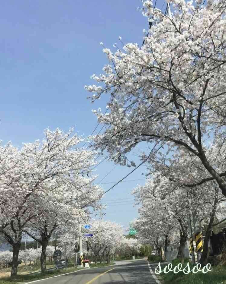 벚꽃축제,벚꽃길/ 벗꽃터널 4월 커플드라이브코스 추천