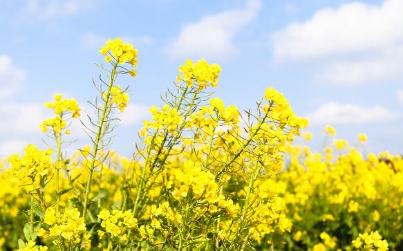 2024 서래섬 유채꽃 축제 주차장 정보, 무료셔틀버스(한강순환관람차)와 관련된 유채꽃 사진
