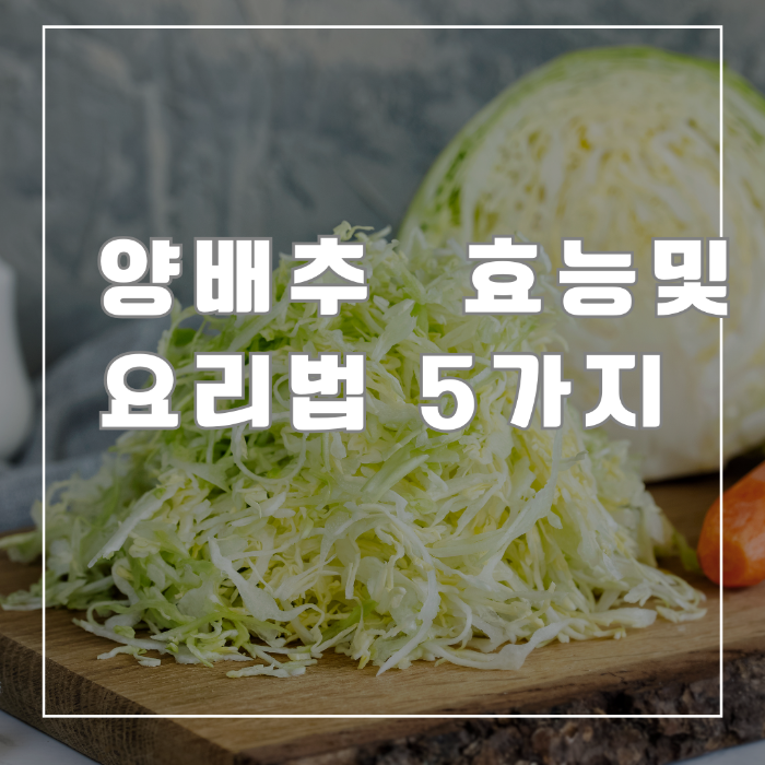 양배추 효능 및 요리법