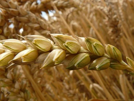 카무트 효능 - 카무트 영양소 및 효능(KAMUT KHORASAN WHEAT) 카무트 효능 - 카무트 영양소 및 효능(KAMUT KHORASAN WHEAT)