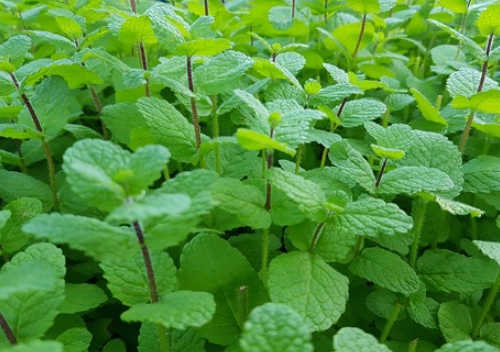 가을에 피는 꽃 종류 애플민트