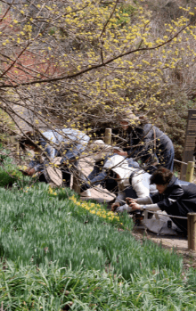 천리포수목원 목련축제
