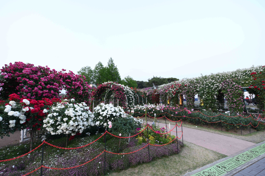 곡성장미축제사진