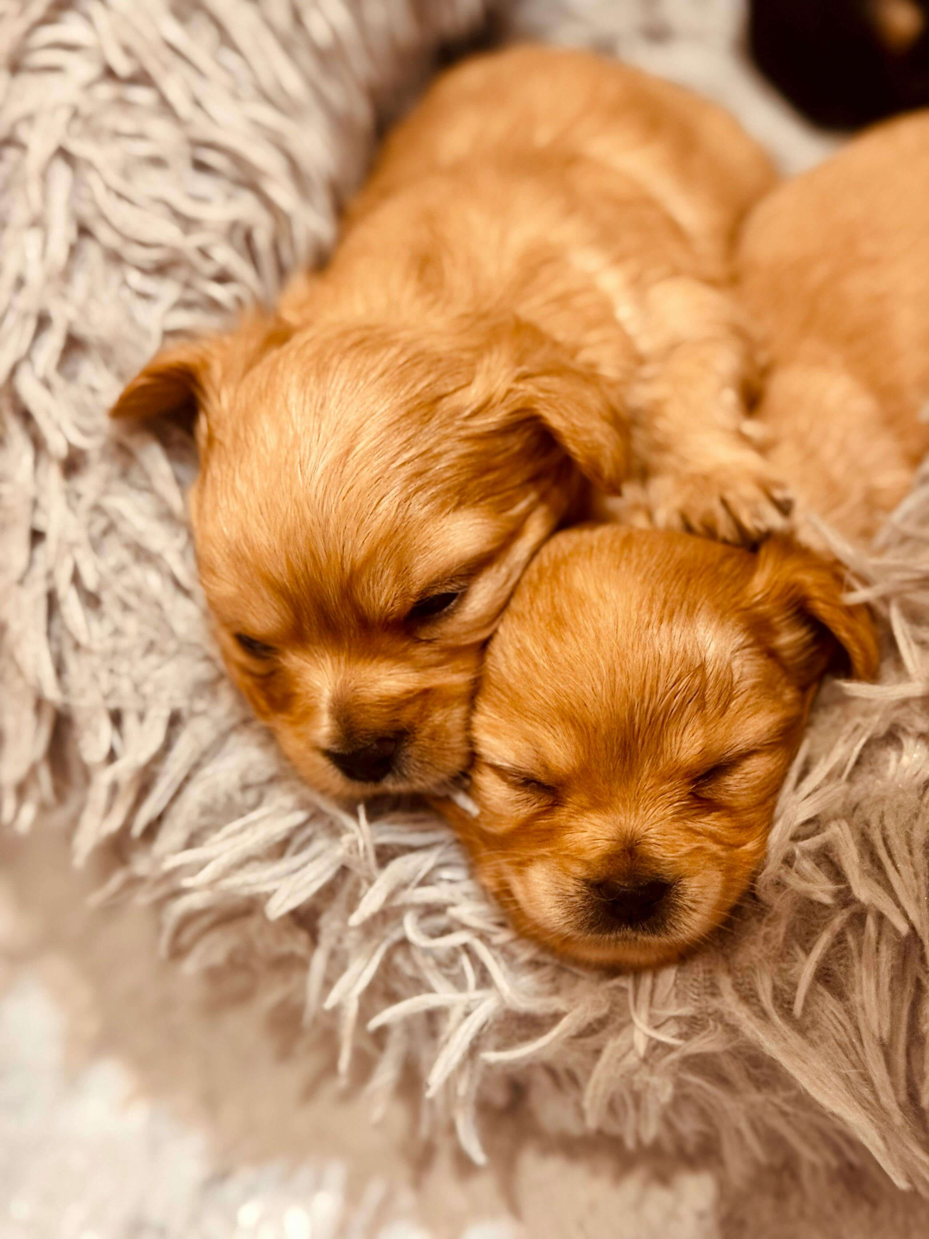 강아지 광견병 예방접종 시기, 무료 접종