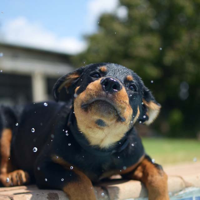 수영하는_강아지