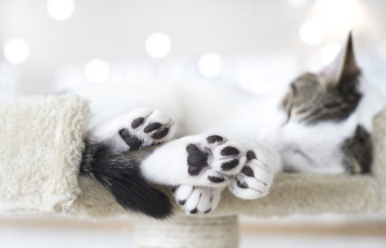 캣타워에서 자고 있는 흑백 고양이.