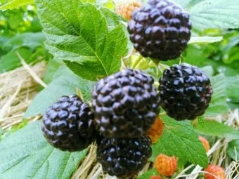 블랙라즈베리 재배 순 지르기 지지대 관리 겨울 보온_9