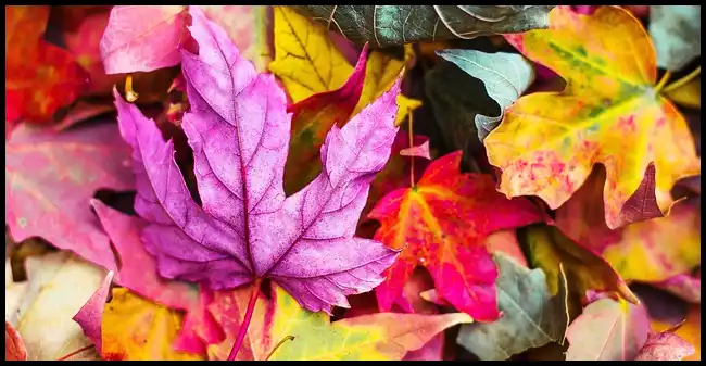 2024 내장산 단풍축제 기간 (국립공원)