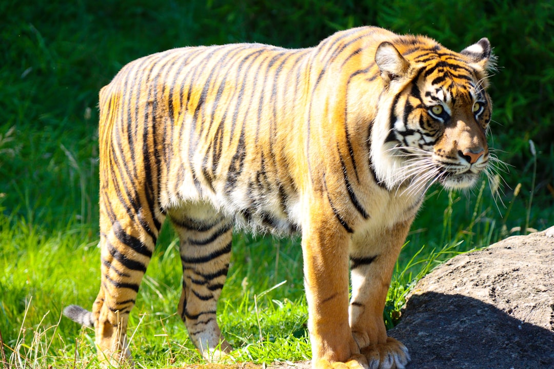 Tigers