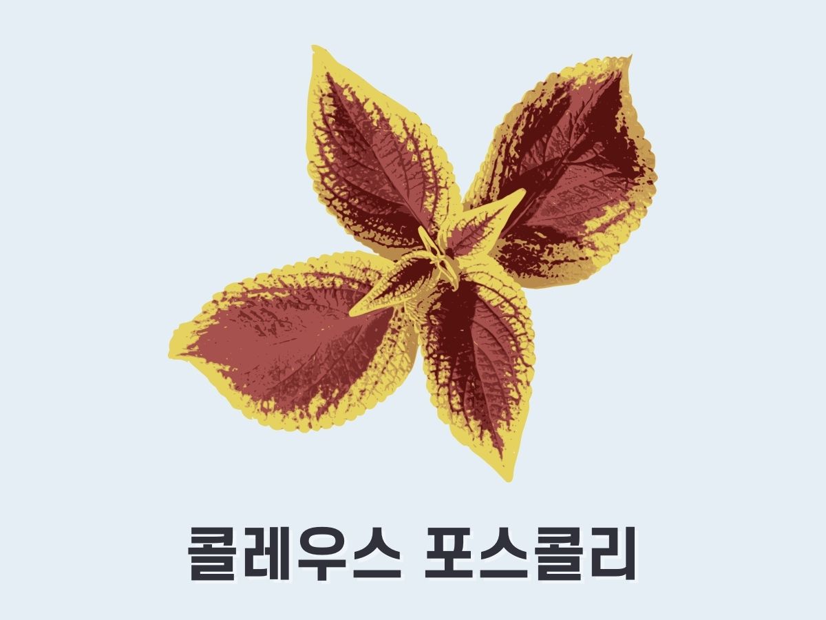 콜레우스 포스콜리(포스콜린)