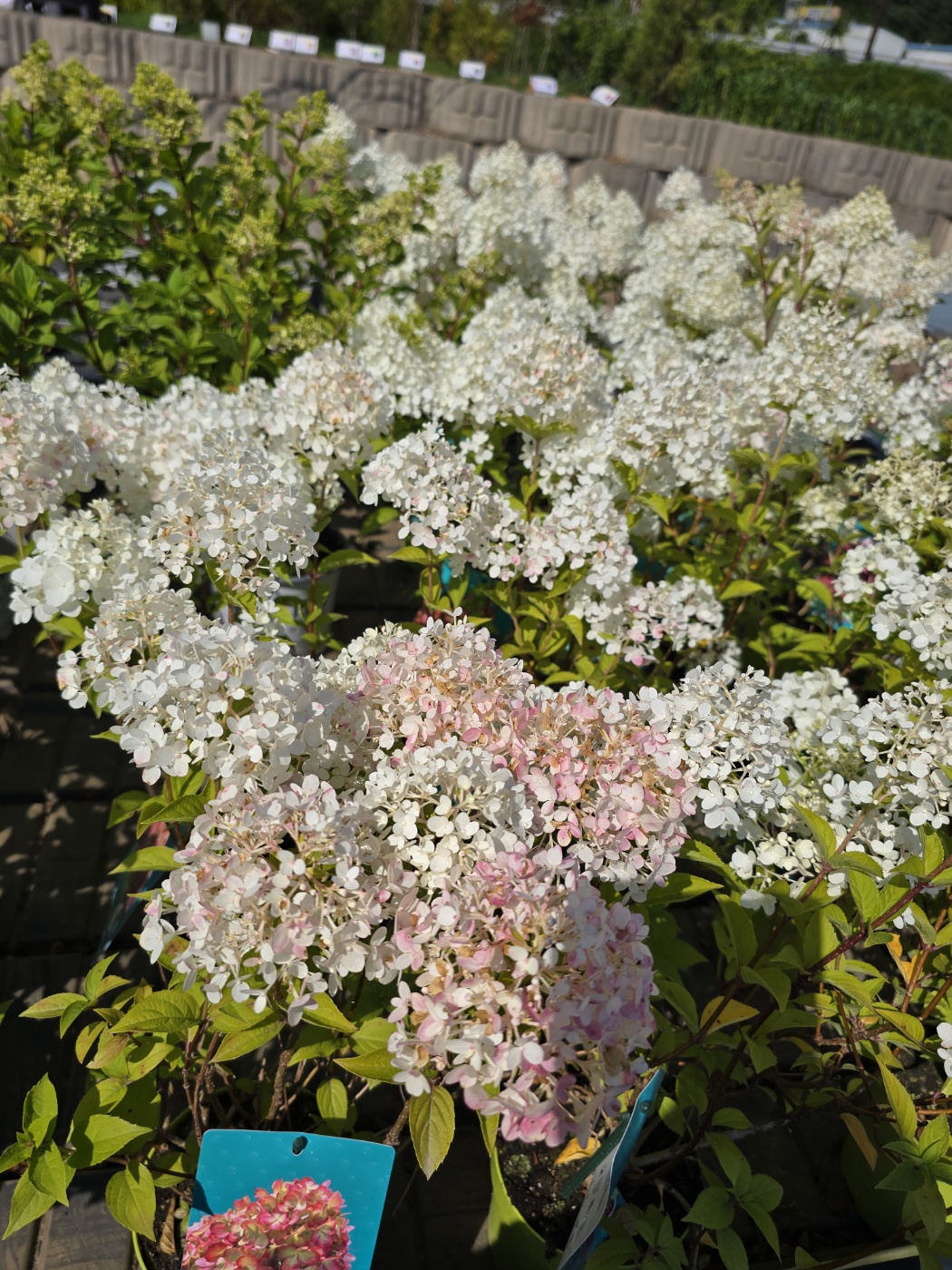 수국&amp;#44;장미&amp;#44;등등 예쁜꽃종류도 많아요