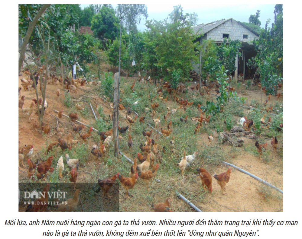 "닭이 천지 삐까리" 관련 기사 캡처