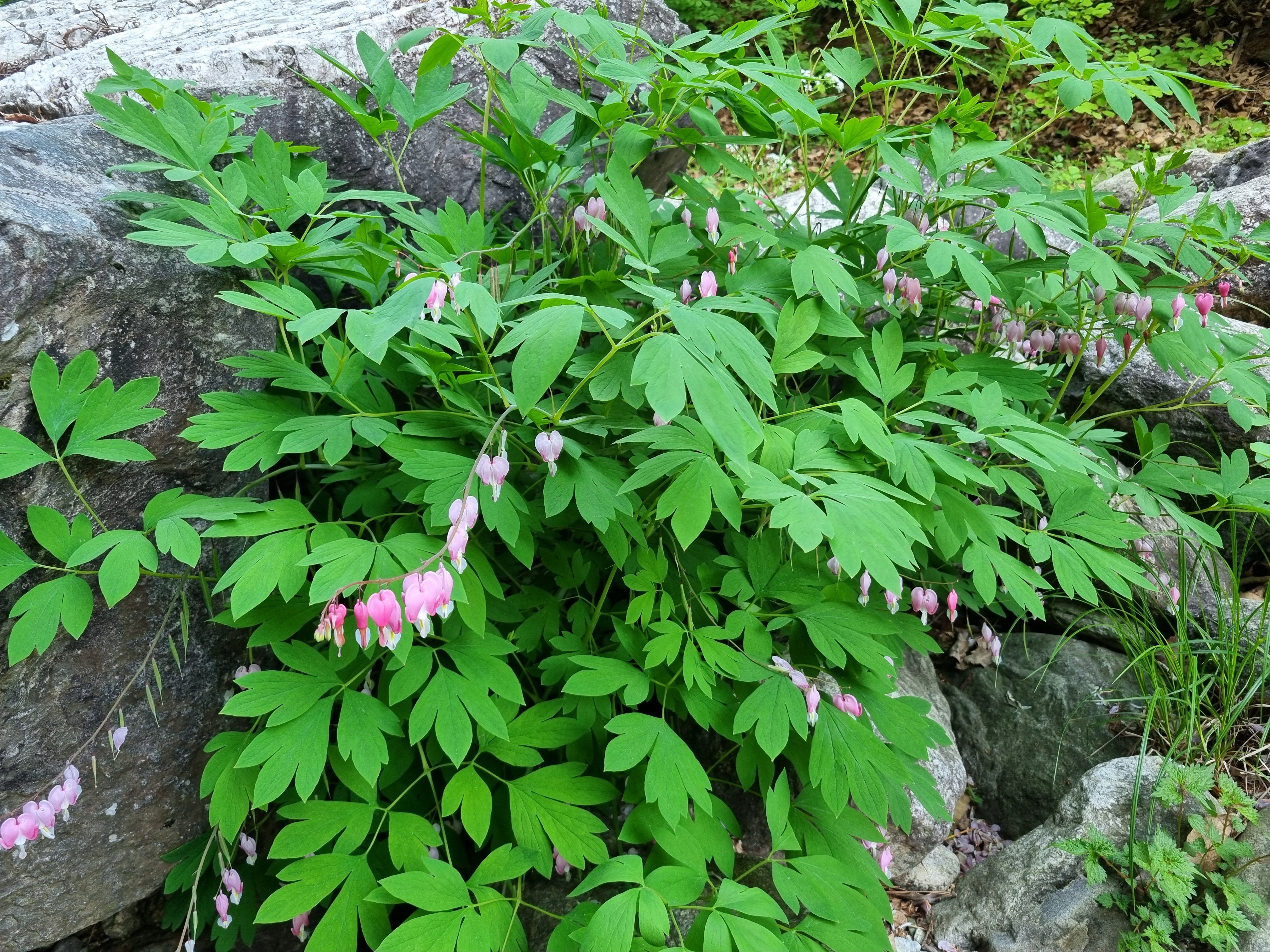 천관산자연휴양림