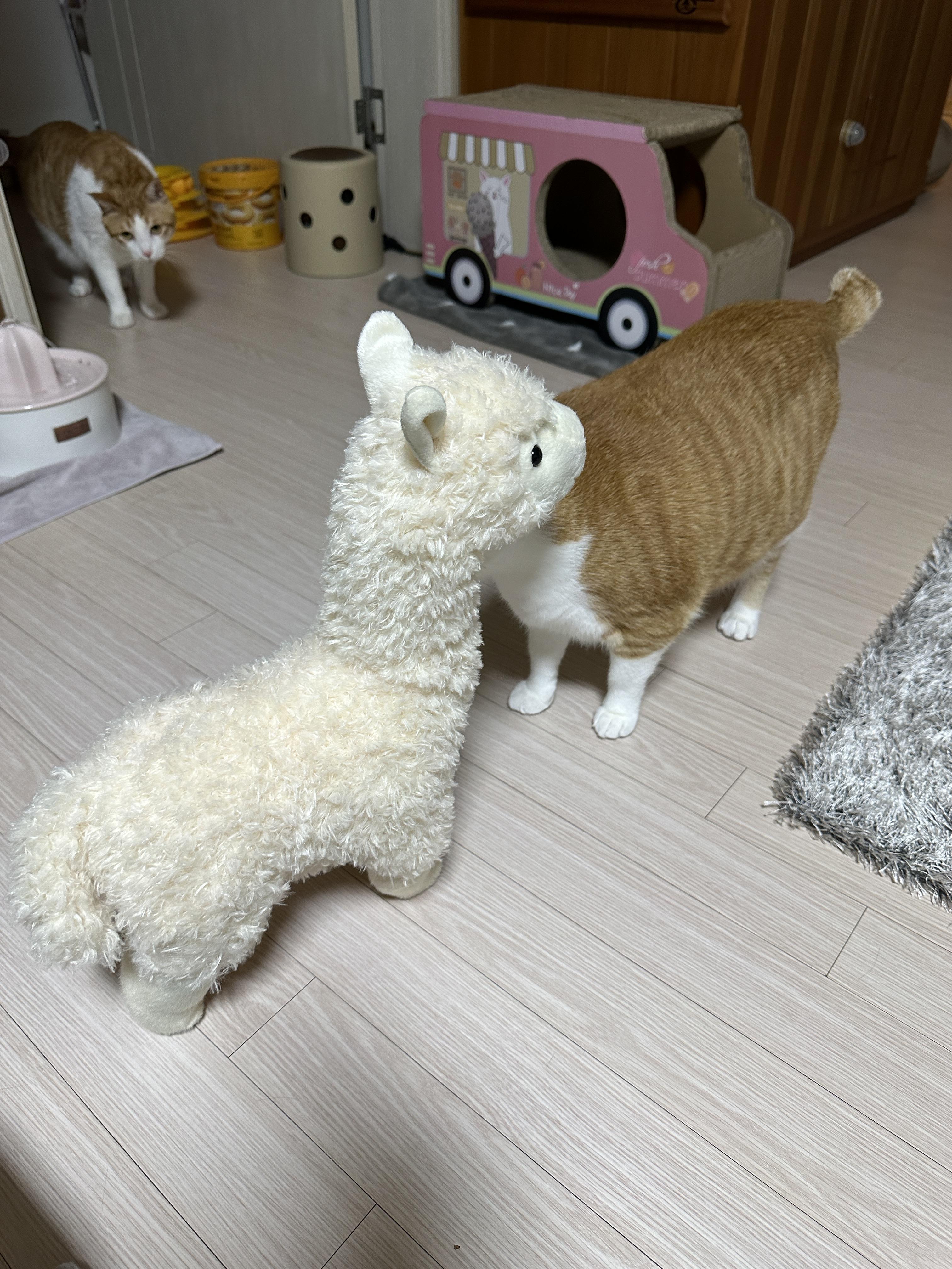 귀여운-라마-친구를-데려왔더니-고양이들-반응이..-(feat.-라마-친구의-아홉냥이네-입성기)