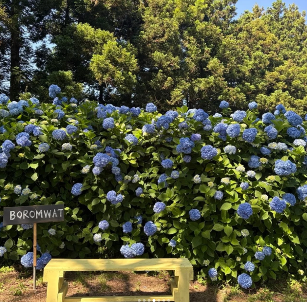 2025 보롬왓 수국정원 축제! 제주에서 만나는 수국 명소(5.30~7.13)