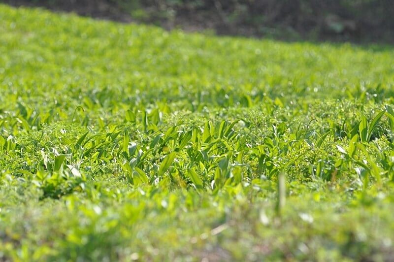 생생정보 수확의 달인 강원도 홍천 오대산 봄철 대표 봄나물 산마늘 주문방법 미쁨농장 산마늘 구매방법