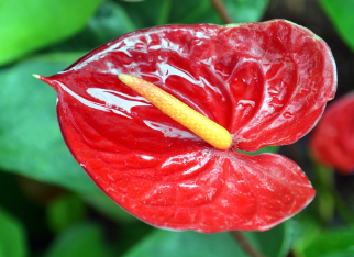 안스리움의 불염포 잎과 꽃