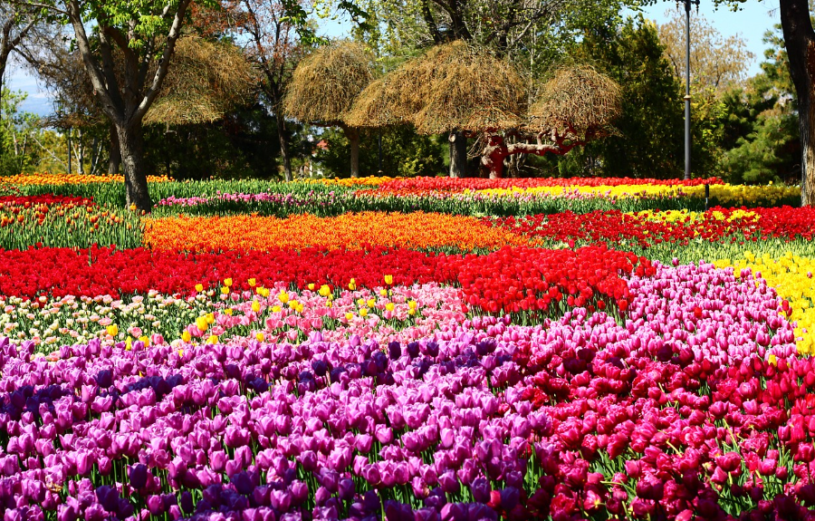 봄꽃 축제 완전정복: 장소, 일정, 즐길거리